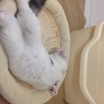 image00_8 image00_8.jpg