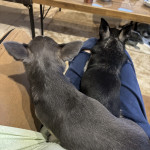 D13B5974-09F2-486D-AF4E-1E8C4067E318 D13B5974-09F2-486D-AF4E-1E8C4067E318.jpeg